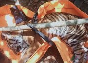 Terluka Akibat Jerat di Kaki, Harimau Sumatera Berhasil Dievakuasi