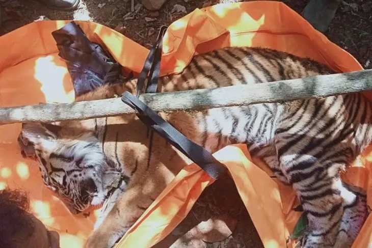 Harimau sumatera berhasil diselamatkan di Kecamatan Dabun Gelang, oleh warga dan BKSDA setempat. | Foto: Antara/HO