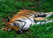 Tragedi Harimau Sumatera: Hidup Dijagal, Mati Dijual (4)