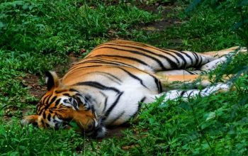 Seekor harimau sumatera di Kebun Binatang Simalingkar, Medan, Sumatera Utara. | Foto: Iyosswazzo/Wikimedia Commons