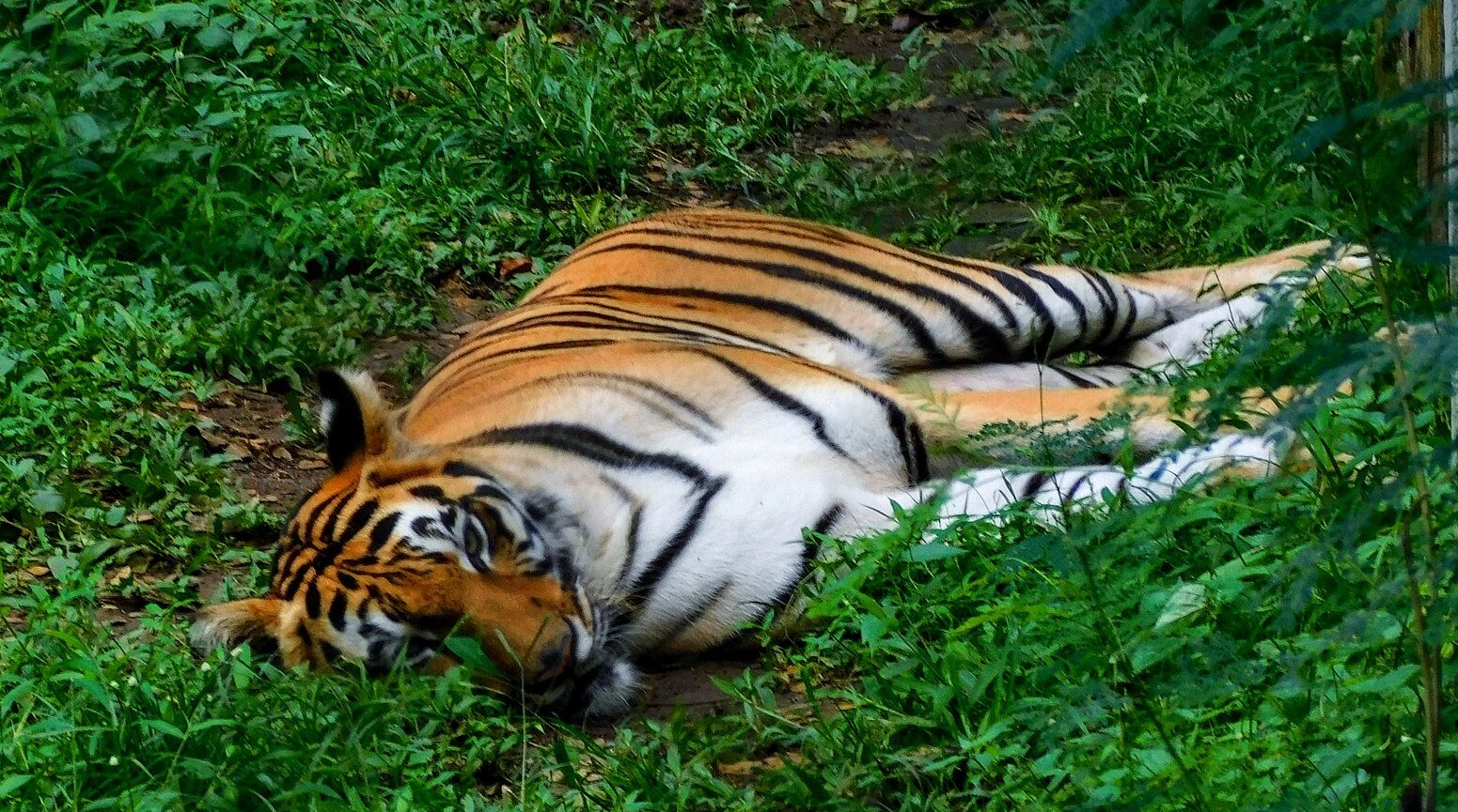 Seekor harimau sumatera di Kebun Binatang Simalingkar, Medan, Sumatera Utara. | Foto: Iyosswazzo/Wikimedia Commons