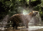Tragedi Harimau Sumatera: Hidup Dijagal, Mati Dijual (1)
