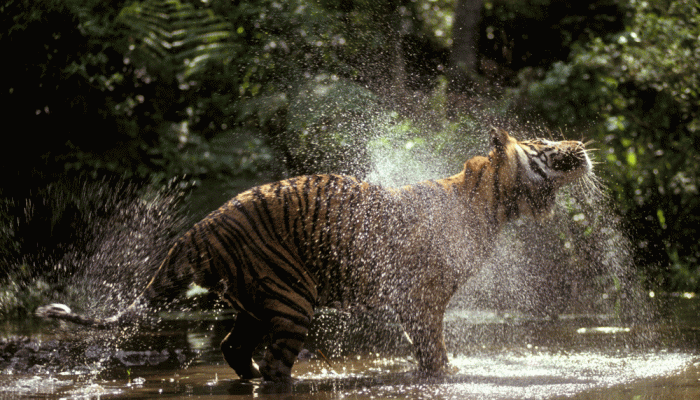 Tragedi Harimau Sumatera: Hidup Dijagal, Mati Dijual (1)