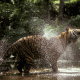 Gambar seekor harimau sumatera. | Foto: Alain Compost/Indonesia WCS