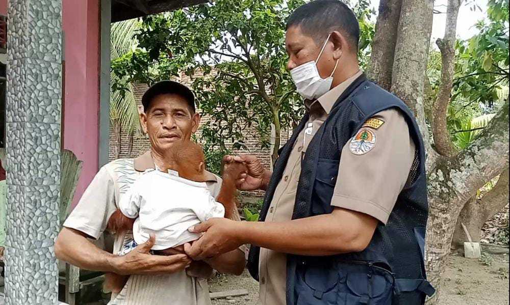 Seekor bayi orangutan yang telah diselamatkan dari kebun, kini diserahkan ke pihak BKSDA Aceh. | Foto: Analisis News