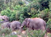 Habitat Kawanan Gajah Rusak, Lahan Sawit Diacak-acak