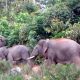 Kawanan gajah sumatera di Taman Nasional Bukit Tigapuluh. | Foto: Jambipro