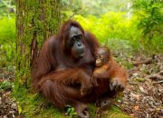 Tiga Orangutan Diduga Bersembunyi Saat Akan Dievakuasi