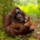 Ilustrasi induk dan anak orangutan kalimantan. | Foto: Katesalin Heinio/Shutterstock