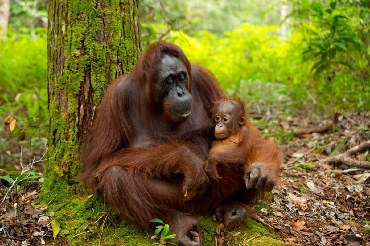 Ilustrasi induk dan anak orangutan kalimantan. | Foto: Katesalin Heinio/Shutterstock 