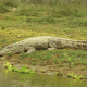Ilustrasi buaya rawa (Crocodylus palustris). | Foto: Naresh Subedi