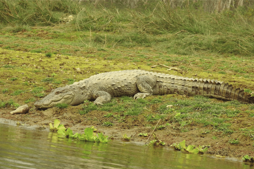 Ilustrasi buaya rawa (Crocodylus palustris). | Foto: Naresh Subedi