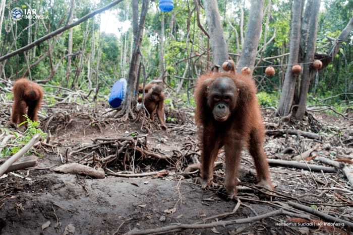 Orangutan yang sedang bersekolah di Forest School. | Foto: Herbertus Suciadi/IAR Indonesia