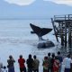 Seekor paus terdampar di Pantai Bulusan, Banyuwangi. | Foto: Budi Candra Setya/Antara Foto