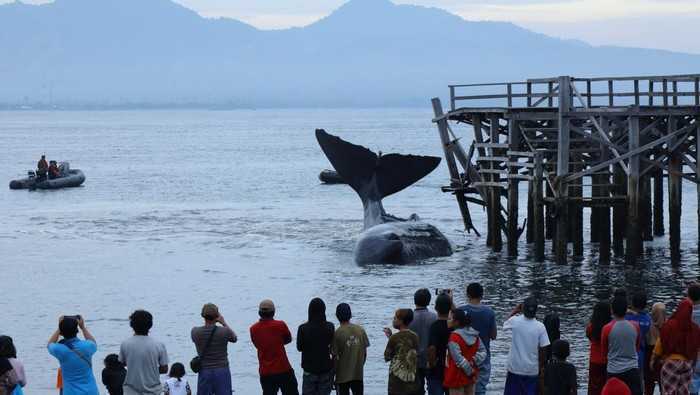 Seekor paus terdampar di Pantai Bulusan, Banyuwangi. | Foto: Budi Candra Setya/Antara Foto