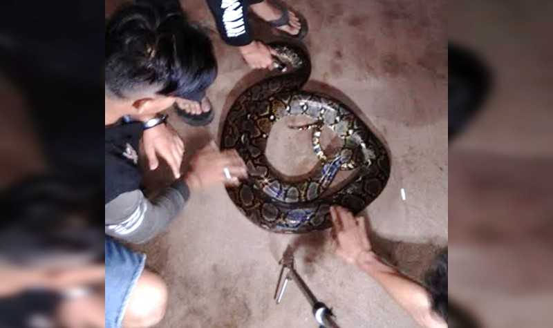 Seekor ular piton berukuran 3,5 meter berhasil diselamatkan dari perumahan warga di Palangka Raya. | Foto: Istimewa