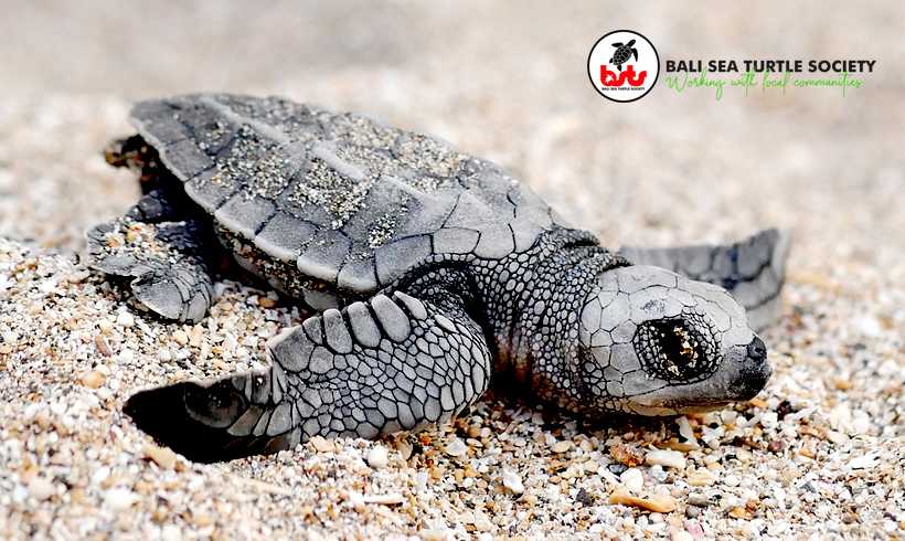 Ilustrasi anak penyu lekang (Lepidochelys olivacea). | Foto: Bali Sea Turtle
