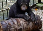 Beruang Madu Tertangkap Kamera di Kolong Rumah Warga