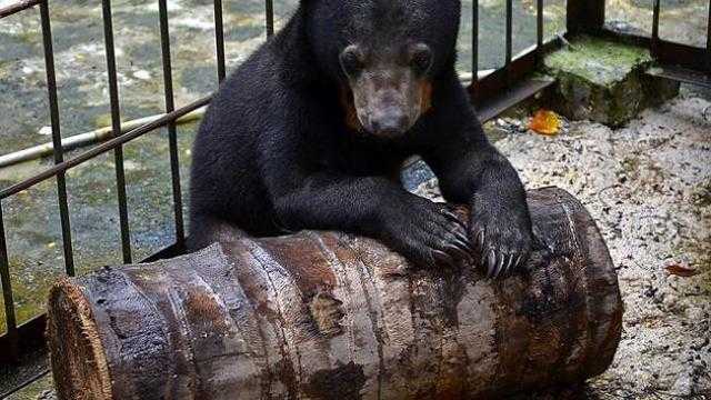 Ilustrasi seekor beruang madu yang pernah dievakuasi oleh BBKSDA Riau. | Foto: M Syukur/Liputan 6