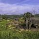 Ilustrasi gajah sumatera (Elephas maximus sumatrensis). | Foto: FB Anggoro/Antara