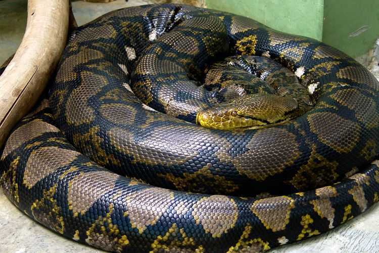 Ilustrasi ular sanca kembang. | Foto: Commons Wikimedia/Kompas