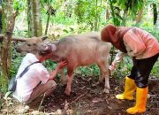 Kerbau Warga Terluka Diduga Karena Harimau Sumatera
