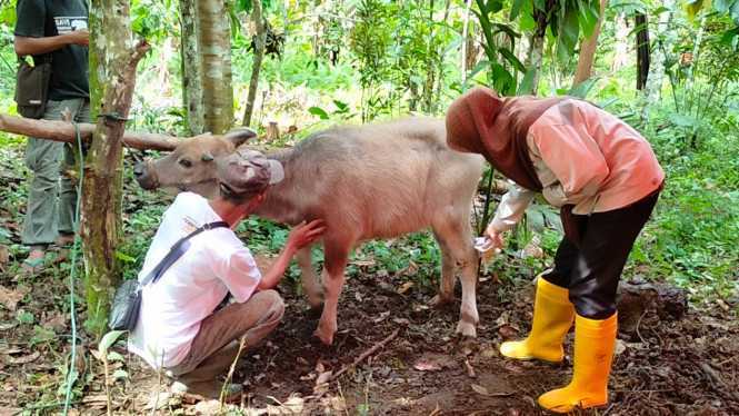 Seekor kerbau yang terluka, diduga akibat berkonflik dengan harimau sumatera. | Foto: Donal/Tvone