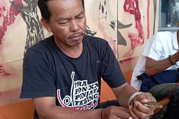 Kanit Rescue Damkar Mamuju, Jubair, menunjukkan salah satu ular sanca yang ditangkap di kawasan permukiman warga di Mamuju, Rabu (21/9). | Foto: Himawan/Kompas