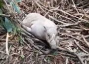 Seekor Babi Langka Terjebak Jerat di Hutan