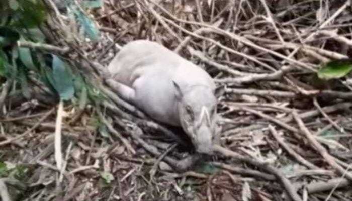 Seekor Babi Langka Terjebak Jerat di Hutan