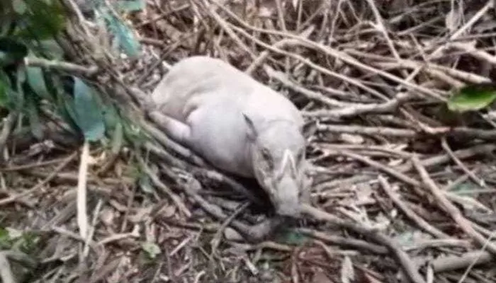 Seekor Babi Langka Terjebak Jerat di Hutan