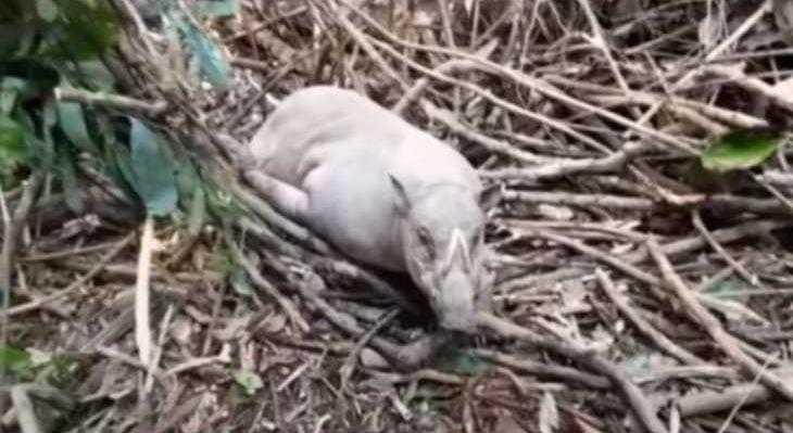 Seekor babi rusa berhasil diselamatkan dari jebak jerat. | Foto: Dok. BKSDA Sulawesi Tenggara
