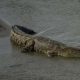 Ilustrasi seekor buaya muara (Crocodylus porosus) yang muncul di kawasan Pantai Anyer. | Foto: Antara