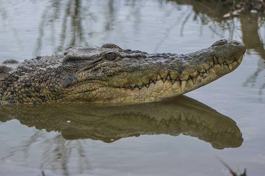 Ilustrasi seekor buaya muara (Crocodylus porosus). | Foto: Nopri Ismi/Mongabay Indonesia