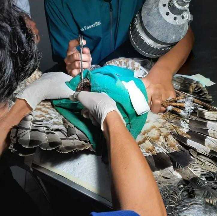 Burung elang jenis sikep-madu asia saat dioperasi untuk mengeluarkan peluru dari tubuhnya. | Foto: Dok. BKSDA Yogyakarta