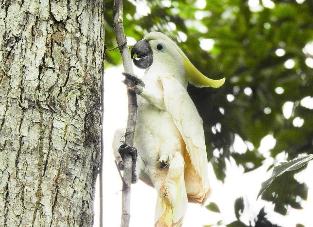 Gambar burung kakatua koki. | Foto: Dok. BBKSDA Papua