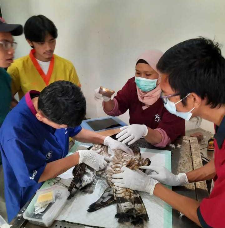 Tim medis BKSDA sedang melakukan operasi terhadap burung sikep-madu asia. | Foto: Dok. BKSDA Yogyakarta