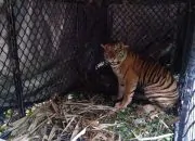 Warga Mengaku Melihat Harimau di Kebun Singkong