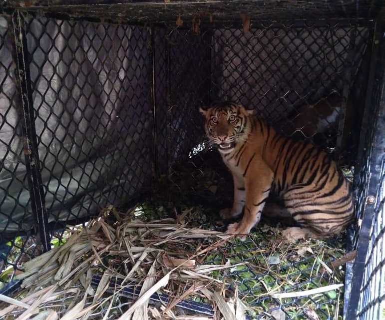 Ilustrasi seekor harimau sumatera (Panthera tigris sumatrae) bernama Dara (betina) berusia 16 bulan, dilepasliarkan di kawasan Taman Nasional Gunung Leuser (TNGL). | Foto: Dok. KLHK