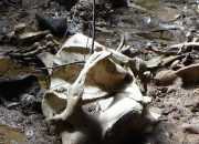 Gajah Berkalung GPS Collar Ditemukan Mati di Hutan Produksi