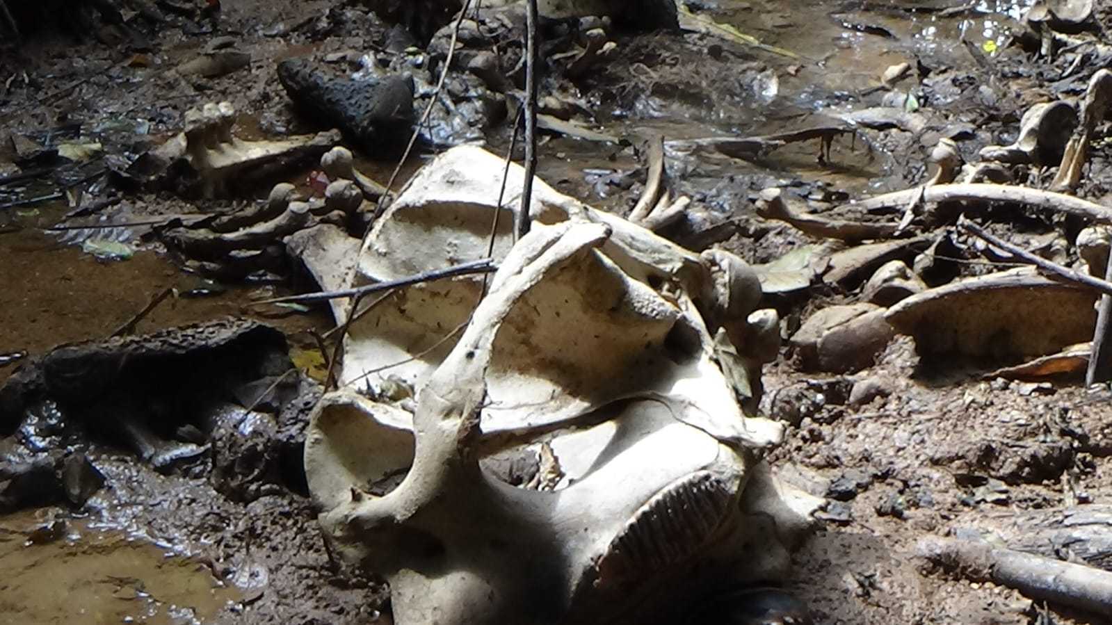 Seekor gajah tersisa tulang belulang ditemukan mati di kawasan Hutan Produksi Air Rami, Rabu (13/9). | Foto: Konsorsium Bentang Alam Seblat
