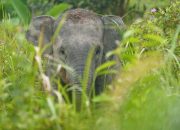 Gajah Sumatera Lagi-Lagi Mati di Jambi