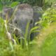 Ilustrasi seekor bayi gajah sumatera (Elephas maximus sumatrensis) di ekosistem Bukit Tigapuluh, Jambi, Kamis (26/8/2021). | Foto: Irma Tambunan/Kompas