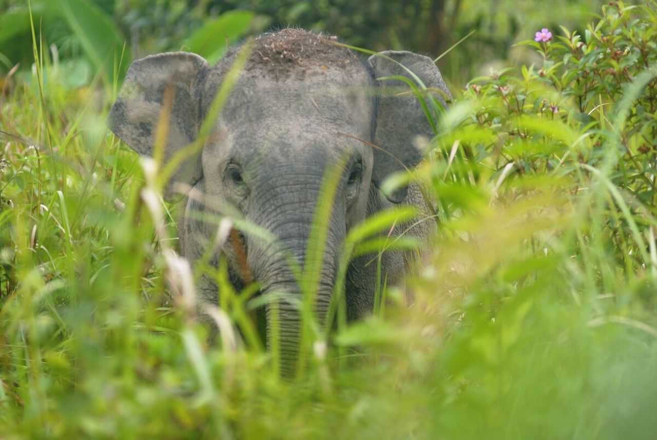 Ilustrasi seekor bayi gajah sumatera (Elephas maximus sumatrensis) di ekosistem Bukit Tigapuluh, Jambi, Kamis (26/8/2021). | Foto: Irma Tambunan/Kompas