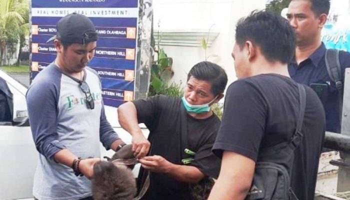 Pelihara Monyet Dilindungi, Warga Manado Ditangkap Polisi