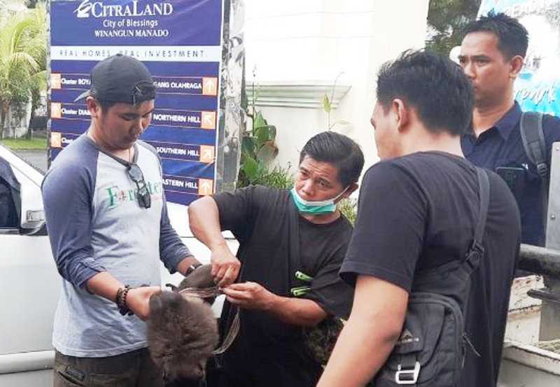Seekor monyet gorontalo (Macaca nigrescens) yang dipelihara tanpa izin, berhasil dievakuasi. | Foto: Berita Manado