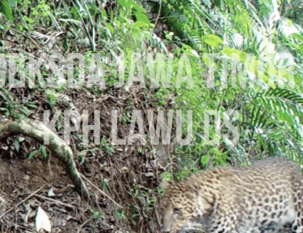Seekor macan tutul jawa tertangkap kamera trap di kawasan hutan lindung pengelolaan kph Lawu daerah selatan. | Foto: BBKSDA Jawa Timur