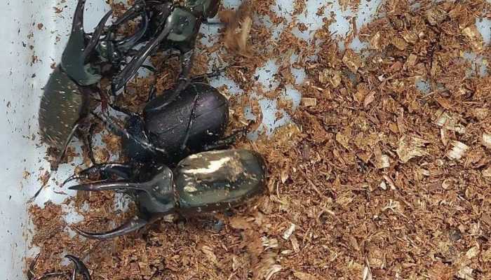 BKSDA Hentikan Pengiriman Kumbang ke Jerman