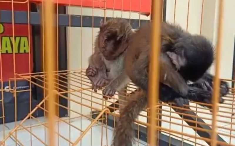 Monyet ekor panjang dan lutung jawa saat berada di kandang. | Foto: Jabar News