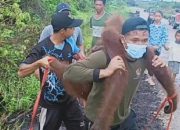 Orangutan Ditembak di Area Permukiman Warga